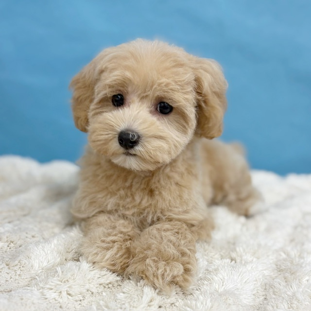 千葉県のマルプー(マルチーズ×プードル) (かねだい四街道店/2025年8月23日生まれ/女の子/クリーム)の子犬の3枚目の画像