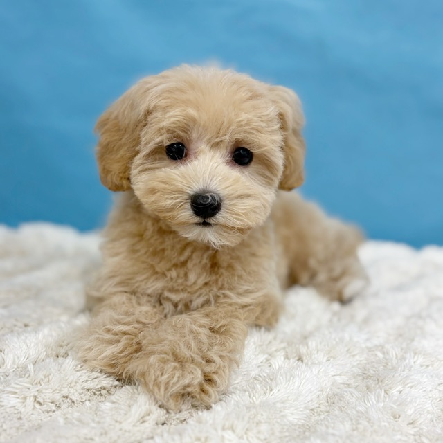 千葉県のマルプー(マルチーズ×プードル) (かねだい四街道店/2025年8月23日生まれ/女の子/クリーム)の子犬の4枚目の画像