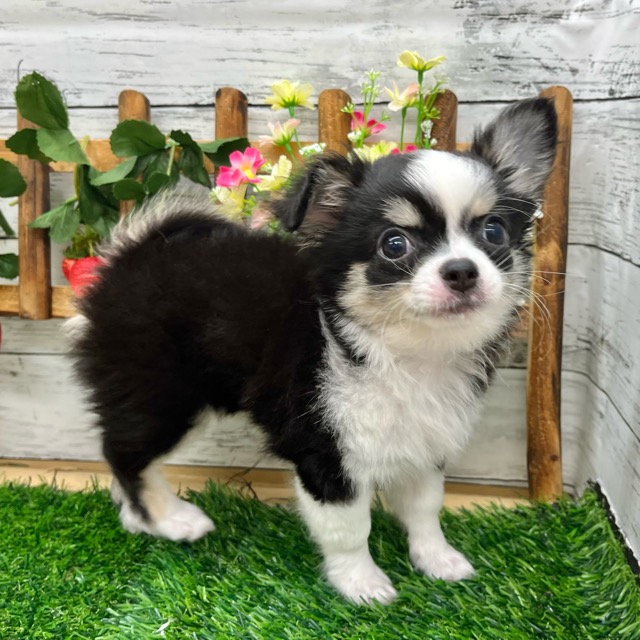 埼玉県のチワワ(ロング) (かねだい所沢店/2025年8月12日生まれ/女の子/ブラックタンホワイト)の子犬の1枚目の画像