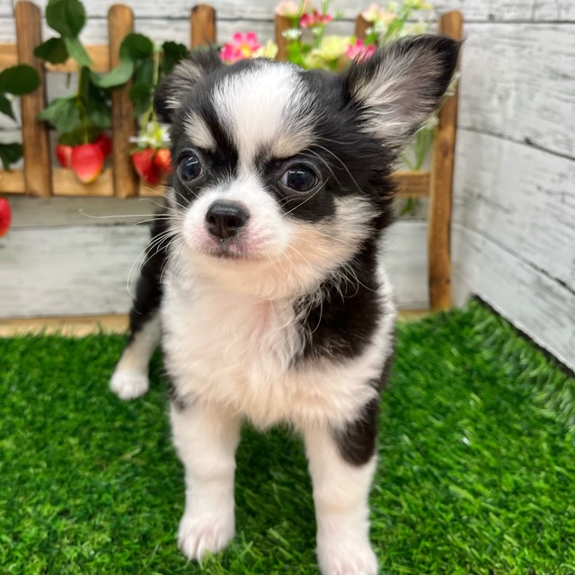 埼玉県のチワワ(ロング) (かねだい所沢店/2025年8月12日生まれ/女の子/ブラックタンホワイト)の子犬の2枚目の画像