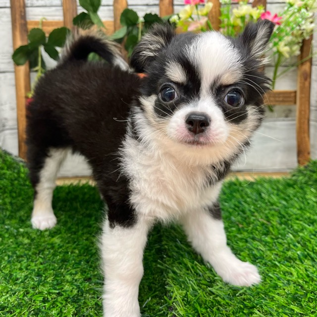 埼玉県のチワワ(ロング) (かねだい所沢店/2025年8月12日生まれ/女の子/ブラックタンホワイト)の子犬の3枚目の画像