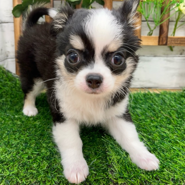 埼玉県のチワワ(ロング) (かねだい所沢店/2025年8月12日生まれ/女の子/ブラックタンホワイト)の子犬の4枚目の画像