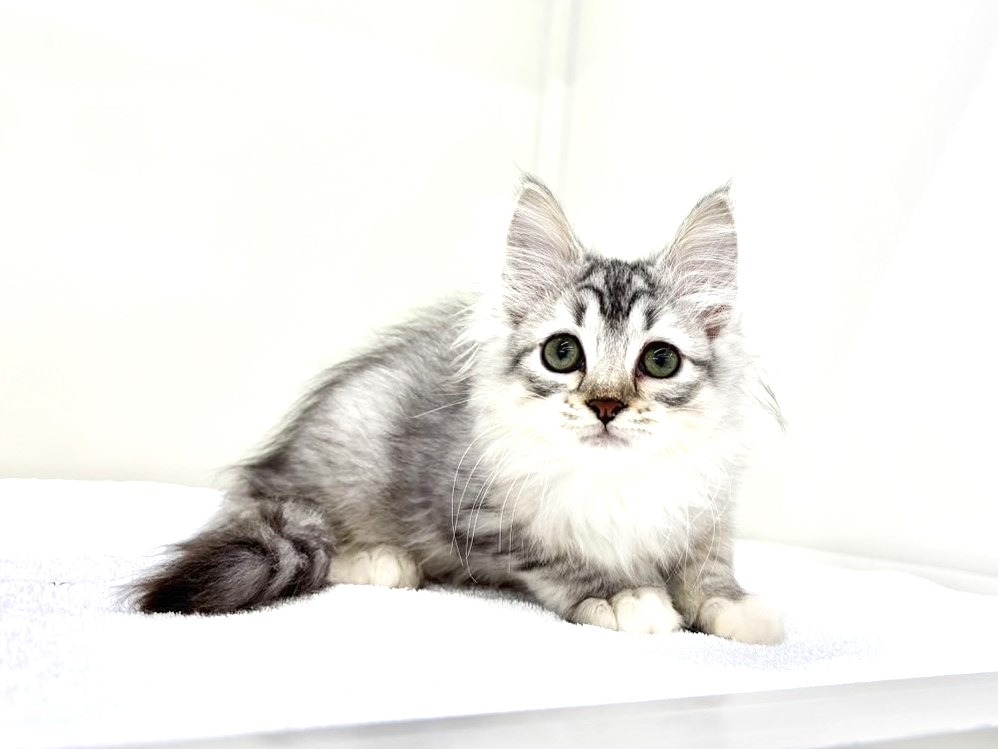 東京都のサイベリアン (かねだい本町田店/2025年8月29日生まれ/男の子/シルバータビー)の子猫の1枚目の画像