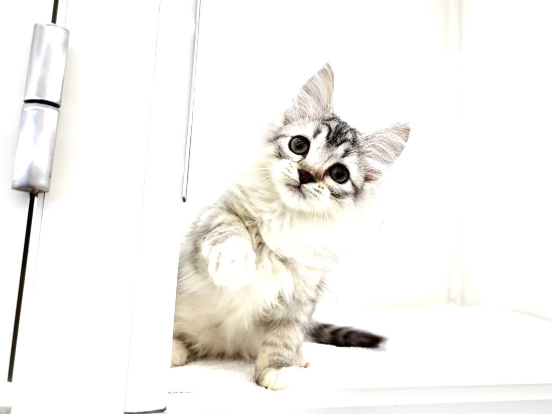 東京都のサイベリアン (かねだい本町田店/2025年8月29日生まれ/男の子/シルバータビー)の子猫の2枚目の画像