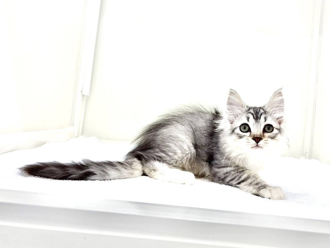 東京都のサイベリアン (かねだい本町田店/2025年8月29日生まれ/男の子/シルバータビー)の子猫の3枚目の画像