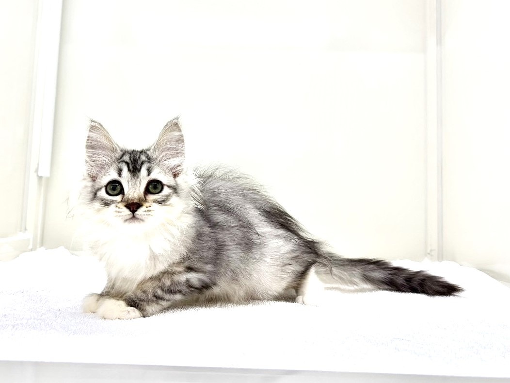 東京都のサイベリアン (かねだい本町田店/2025年8月29日生まれ/男の子/シルバータビー)の子猫の4枚目の画像