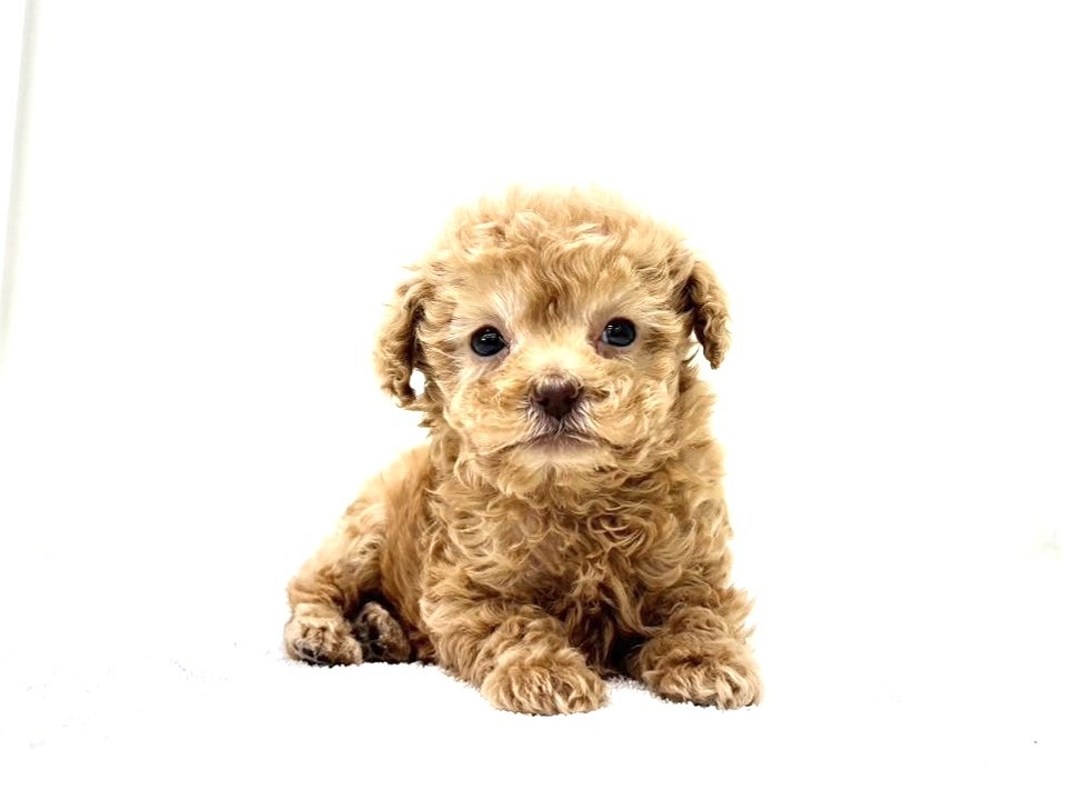 東京都のトイプードル(トイ) (かねだい本町田店/2025年9月13日生まれ/男の子/アプリコット)の子犬の1枚目の画像