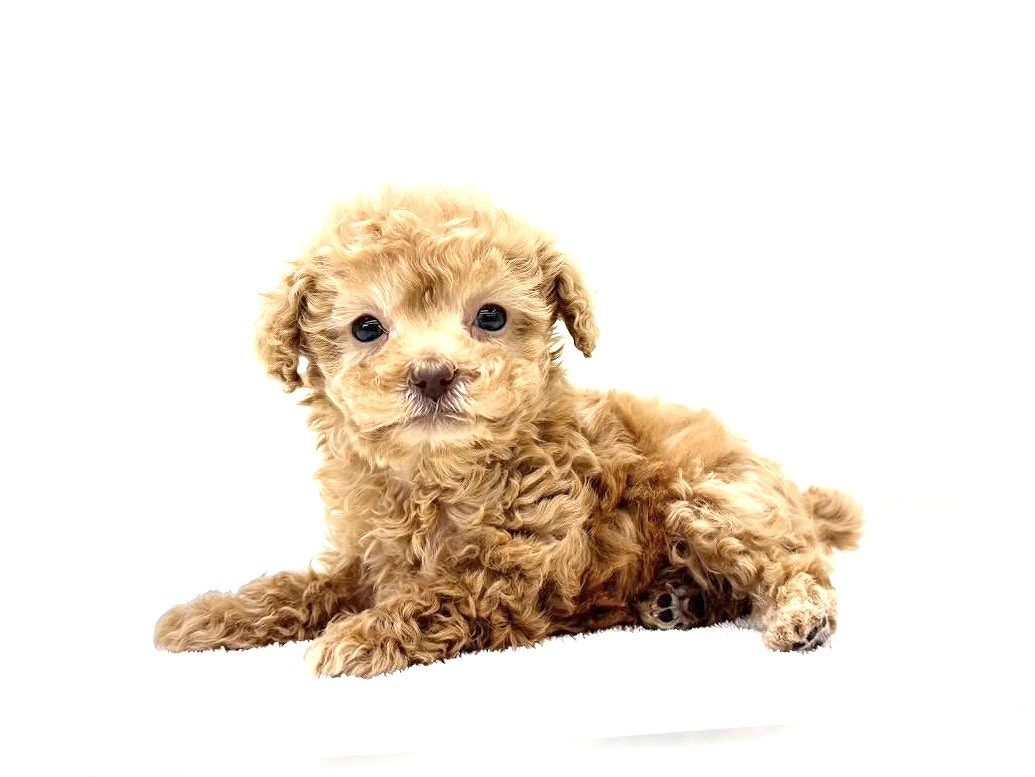 東京都のトイプードル(トイ) (かねだい本町田店/2025年9月13日生まれ/男の子/アプリコット)の子犬の2枚目の画像