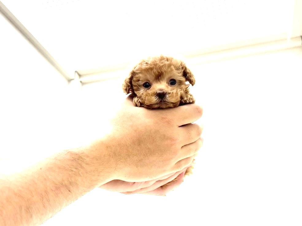 東京都のトイプードル(トイ) (かねだい本町田店/2025年9月13日生まれ/男の子/アプリコット)の子犬の3枚目の画像