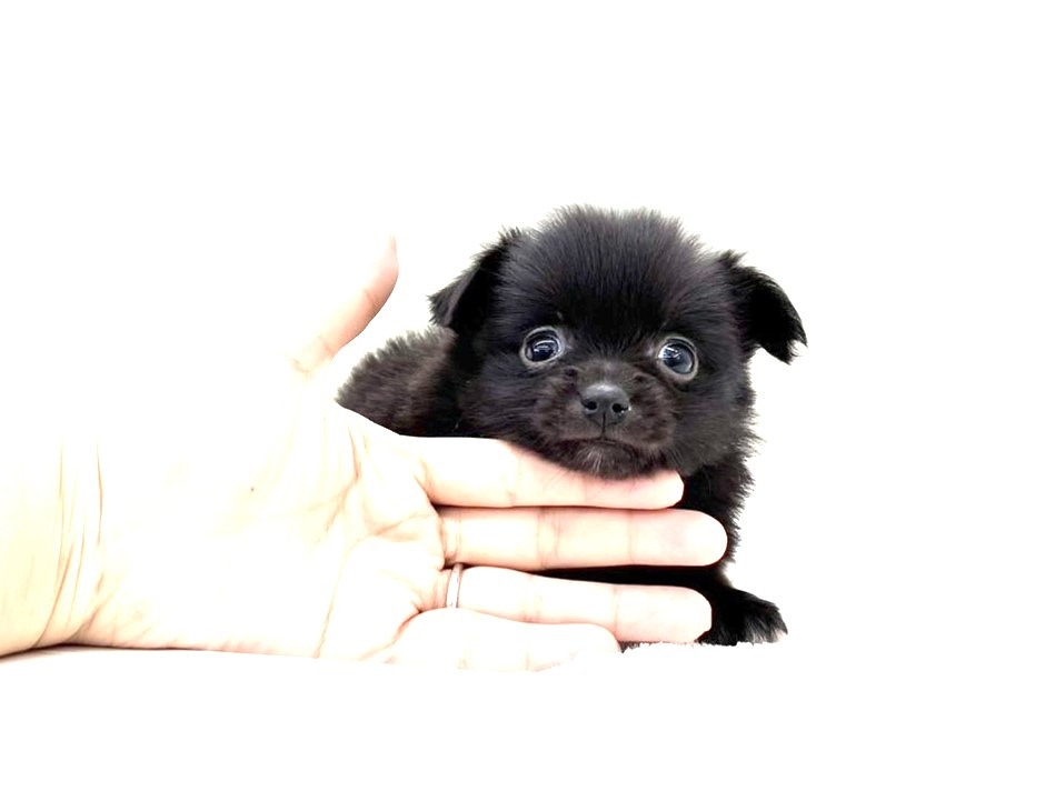 東京都のポメチワ/チワポメ/ポメチー(ポメラニアン×チワワ) (かねだい本町田店/2025年9月13日生まれ/男の子/ブラックホワイト)の子犬の1枚目の画像