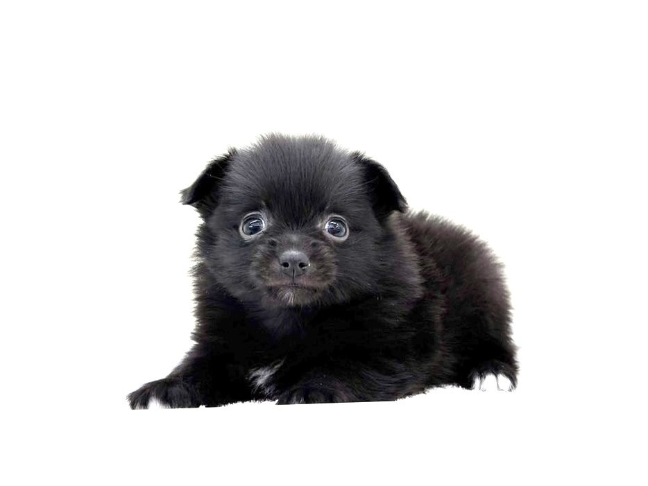 東京都のポメチワ/チワポメ/ポメチー(ポメラニアン×チワワ) (かねだい本町田店/2025年9月13日生まれ/男の子/ブラックホワイト)の子犬の2枚目の画像