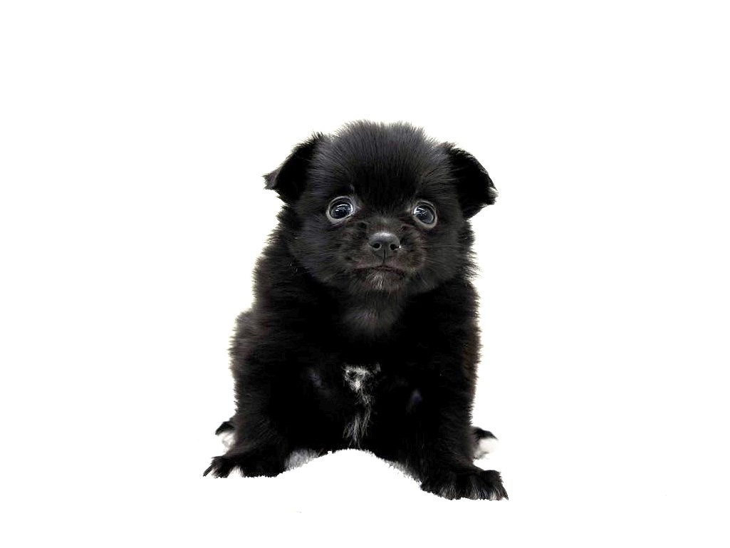 東京都のポメチワ/チワポメ/ポメチー(ポメラニアン×チワワ) (かねだい本町田店/2025年9月13日生まれ/男の子/ブラックホワイト)の子犬の3枚目の画像