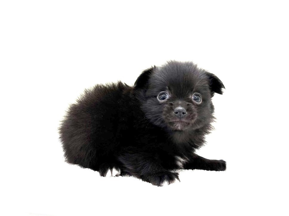 東京都のポメチワ/チワポメ/ポメチー(ポメラニアン×チワワ) (かねだい本町田店/2025年9月13日生まれ/男の子/ブラックホワイト)の子犬の4枚目の画像