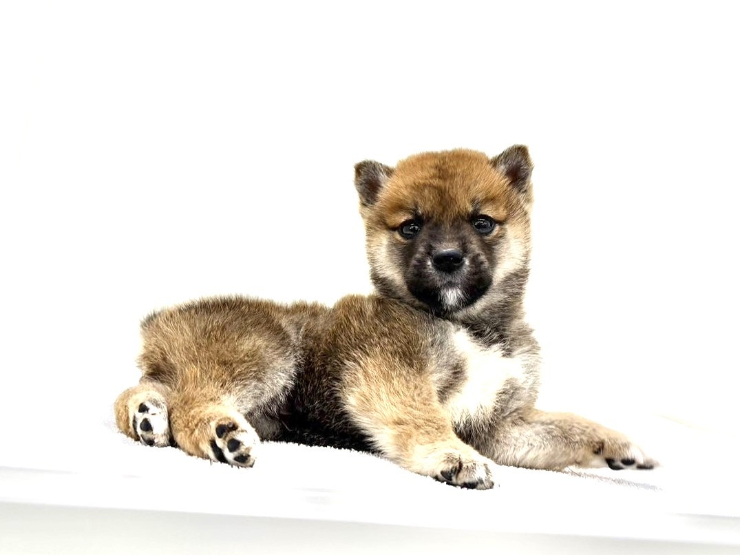 東京都の豆柴 (かねだい本町田店/2025年9月10日生まれ/男の子/赤)の子犬の1枚目の画像