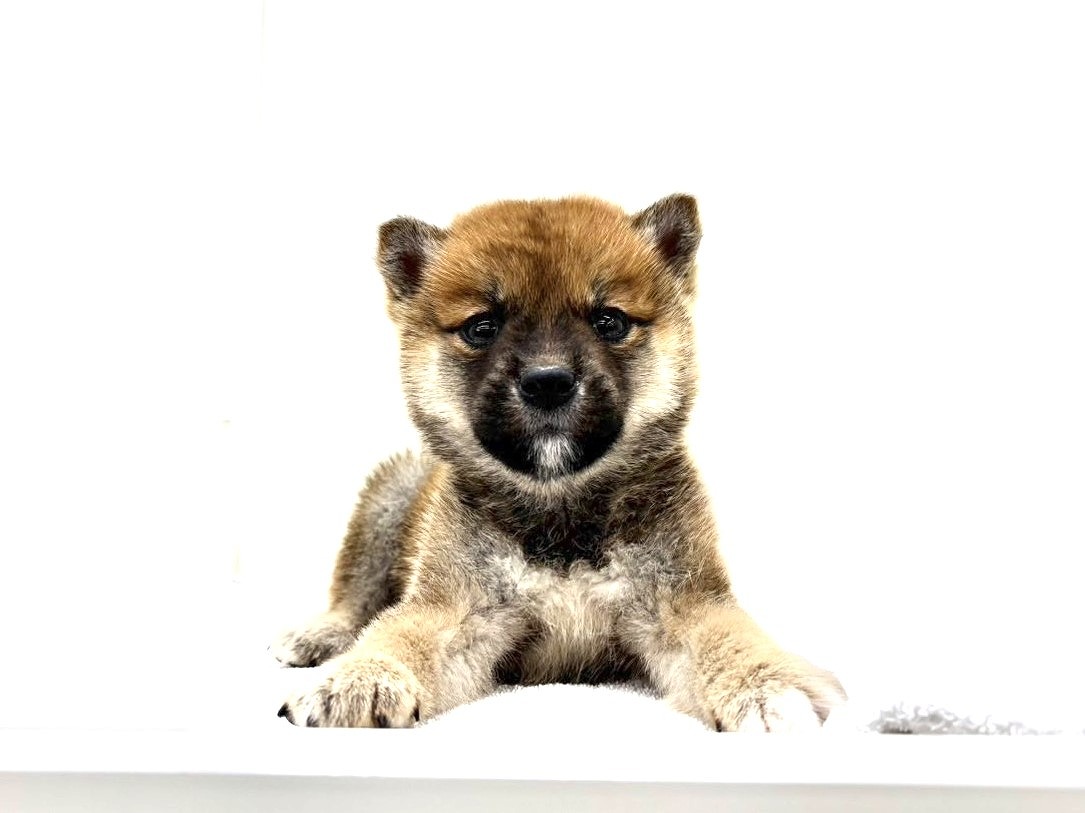 東京都の豆柴 (かねだい本町田店/2025年9月10日生まれ/男の子/赤)の子犬の2枚目の画像
