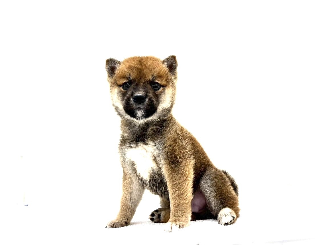 東京都の豆柴 (かねだい本町田店/2025年9月10日生まれ/男の子/赤)の子犬の3枚目の画像