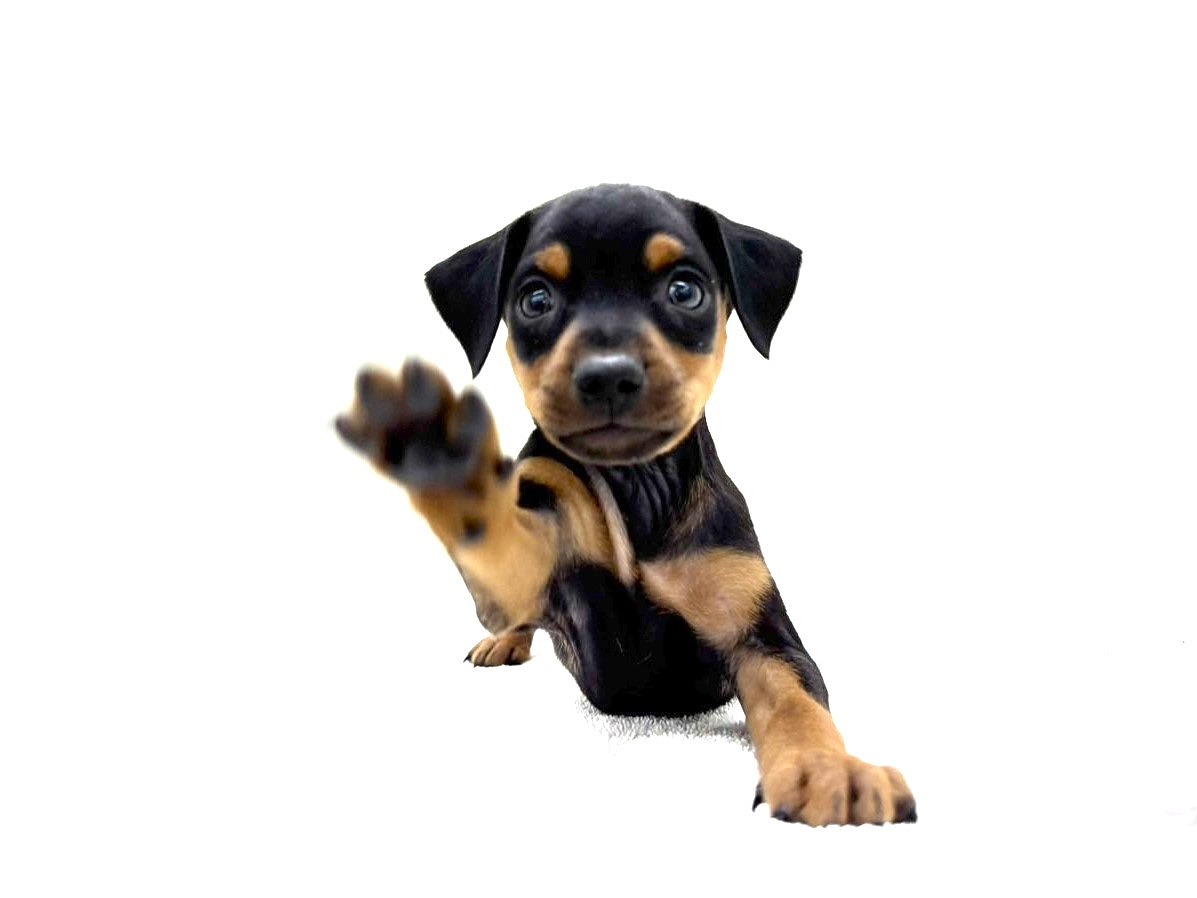 東京都のミニチュアピンシャー (かねだい本町田店/2025年9月13日生まれ/男の子/ブラックタン)の子犬の1枚目の画像