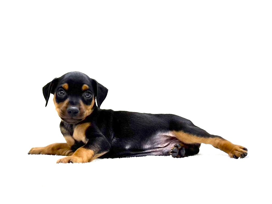 東京都のミニチュアピンシャー (かねだい本町田店/2025年9月13日生まれ/男の子/ブラックタン)の子犬の2枚目の画像