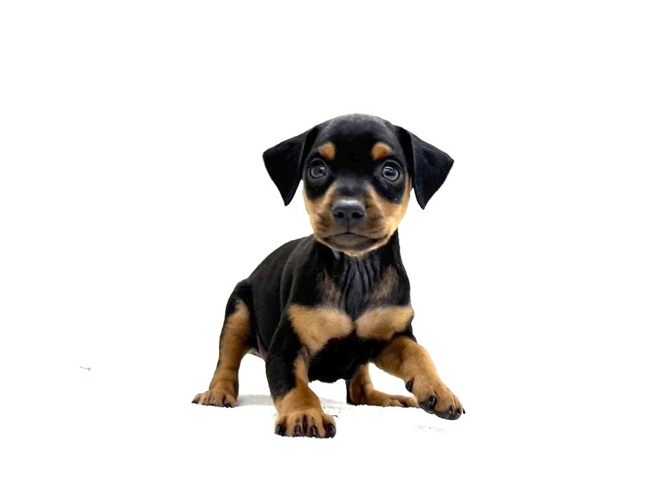 東京都のミニチュアピンシャー (かねだい本町田店/2025年9月13日生まれ/男の子/ブラックタン)の子犬の3枚目の画像