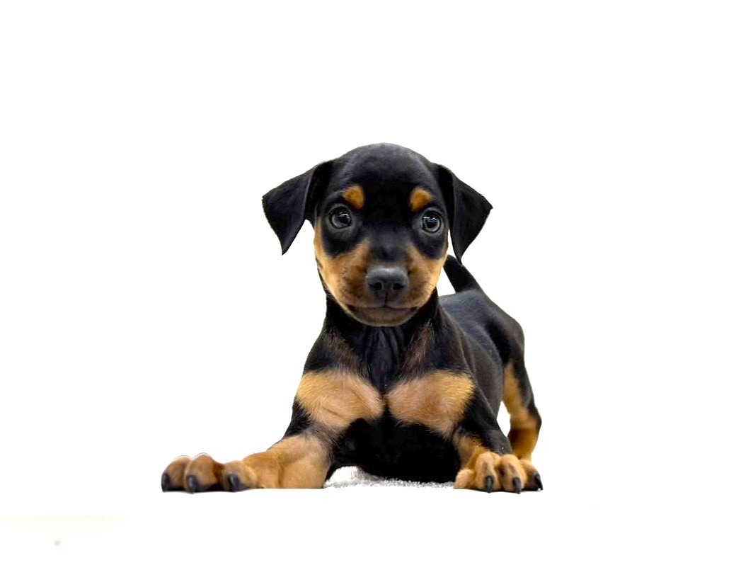 東京都のミニチュアピンシャー (かねだい本町田店/2025年9月13日生まれ/男の子/ブラックタン)の子犬の4枚目の画像