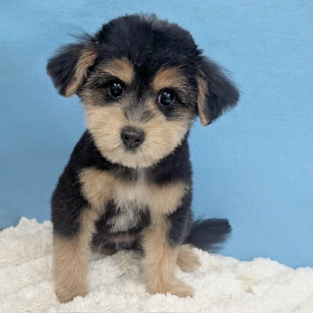 千葉県のポメプー(ポメラニアン×プードル) (かねだい四街道店/2025年8月15日生まれ/女の子/ブラックタン)の子犬の2枚目の画像