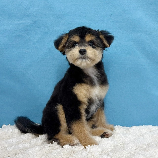 千葉県のポメプー(ポメラニアン×プードル) (かねだい四街道店/2025年8月15日生まれ/女の子/ブラックタン)の子犬の4枚目の画像