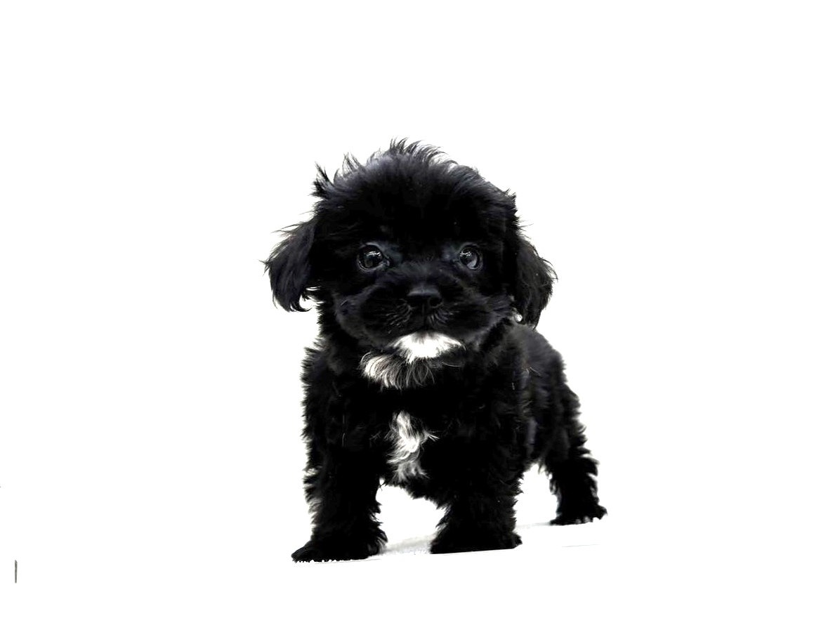 東京都のポメプー(ポメラニアン×プードル) (かねだい本町田店/2025年9月12日生まれ/女の子/ブラックホワイト)の子犬の2枚目の画像