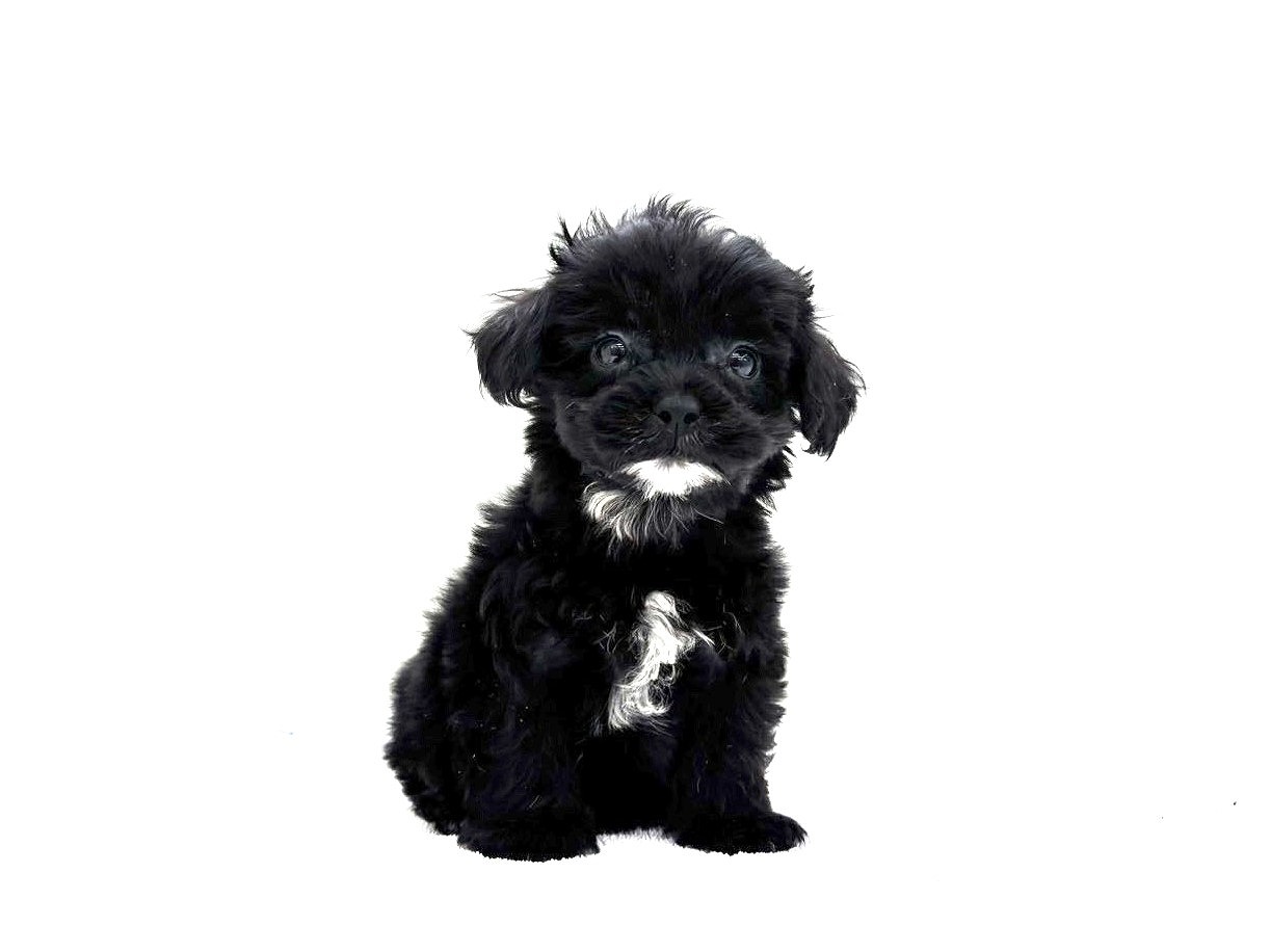 東京都のポメプー(ポメラニアン×プードル) (かねだい本町田店/2025年9月12日生まれ/女の子/ブラックホワイト)の子犬の3枚目の画像