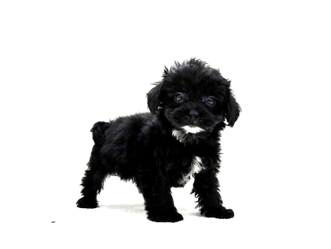 東京都のポメプー(ポメラニアン×プードル) (かねだい本町田店/2025年9月12日生まれ/女の子/ブラックホワイト)の子犬の4枚目の画像