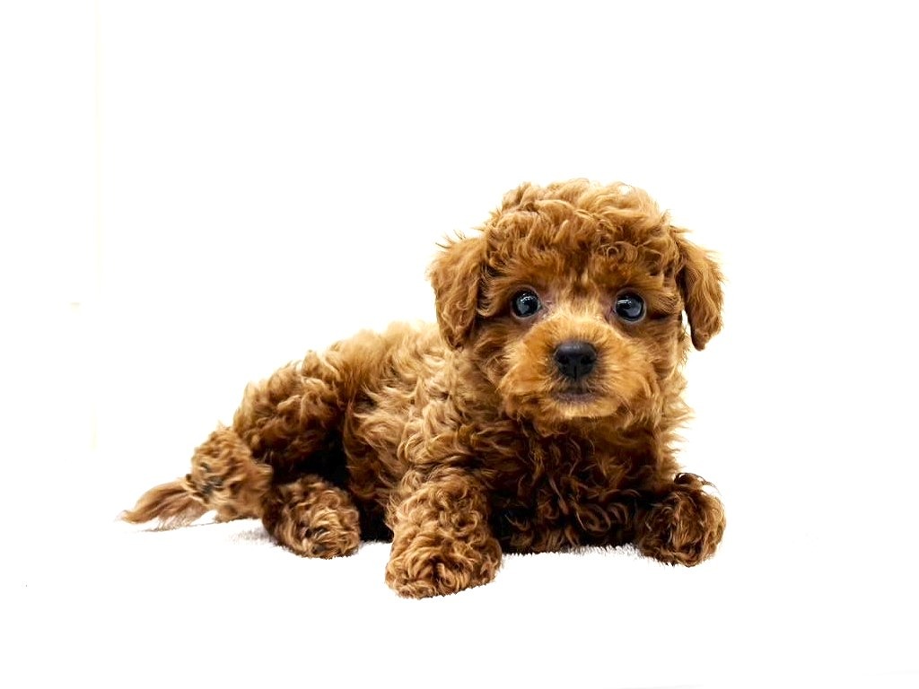 東京都のトイプードル(トイ) (かねだい本町田店/2025年9月13日生まれ/女の子/レッド)の子犬の1枚目の画像