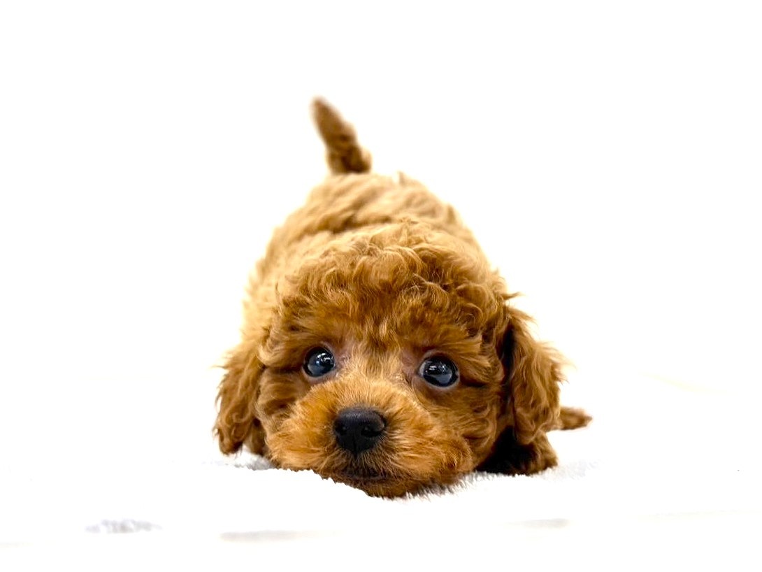 東京都のトイプードル(トイ) (かねだい本町田店/2025年9月13日生まれ/女の子/レッド)の子犬の2枚目の画像