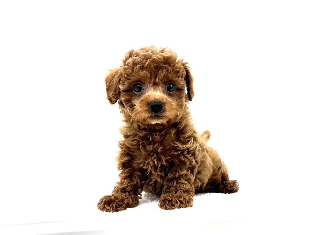 東京都のトイプードル(トイ) (かねだい本町田店/2025年9月13日生まれ/女の子/レッド)の子犬の3枚目の画像