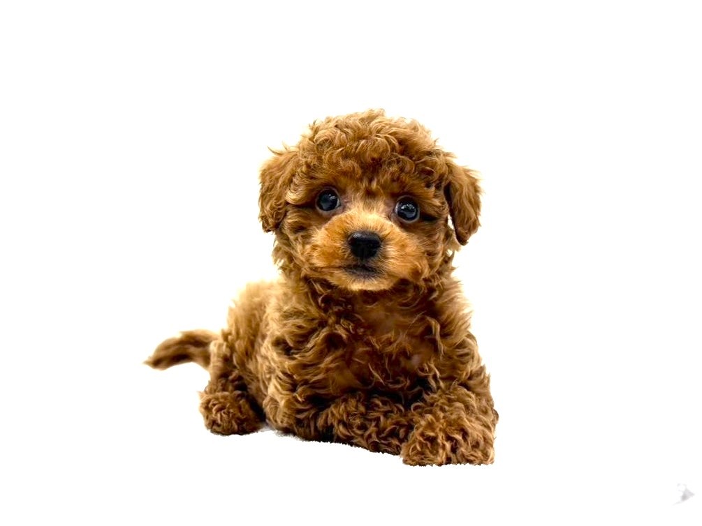 東京都のトイプードル(トイ) (かねだい本町田店/2025年9月13日生まれ/女の子/レッド)の子犬の4枚目の画像