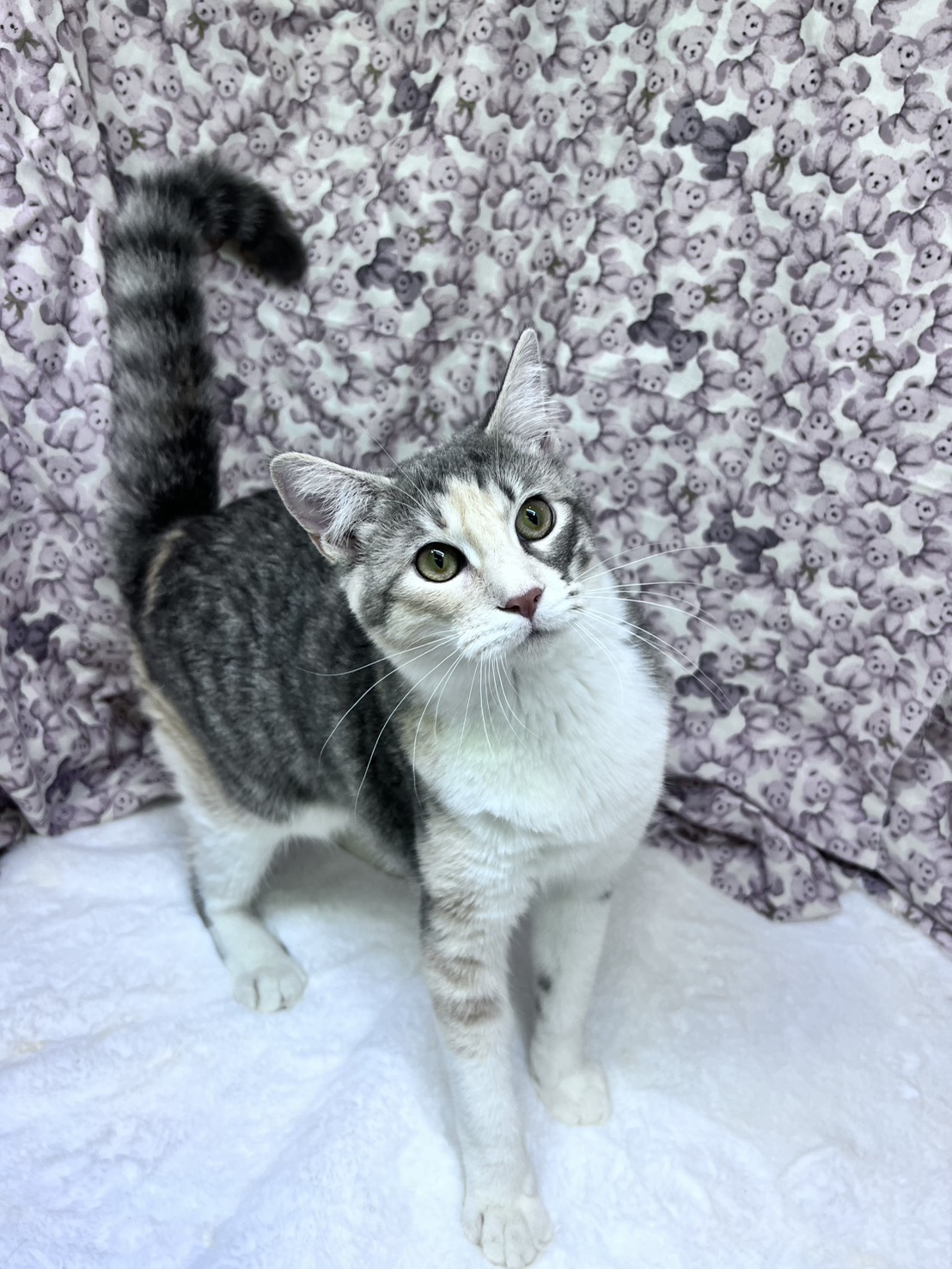 茨城県のオリエンタルショートヘアー (かねだいペットトライアル利根川/2025年5月15日生まれ/女の子/ブルーパッチドタビーホワイト)の子猫の1枚目の画像