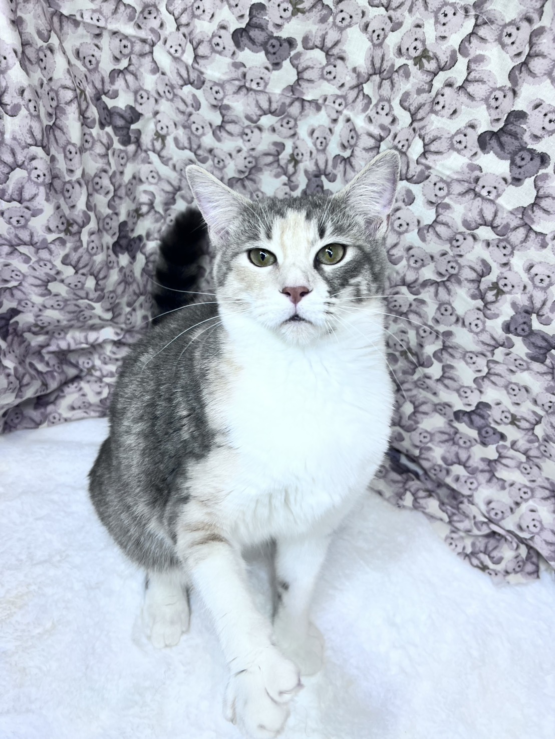 茨城県のオリエンタルショートヘアー (かねだいペットトライアル利根川/2025年5月15日生まれ/女の子/ブルーパッチドタビーホワイト)の子猫の2枚目の画像