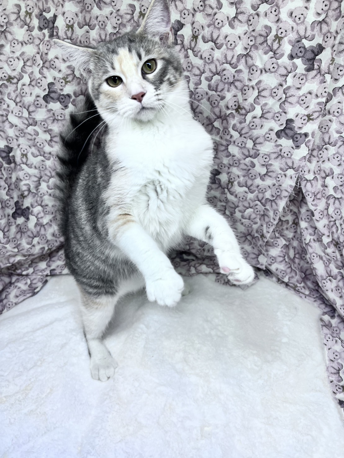 茨城県のオリエンタルショートヘアー (かねだいペットトライアル利根川/2025年5月15日生まれ/女の子/ブルーパッチドタビーホワイト)の子猫の3枚目の画像