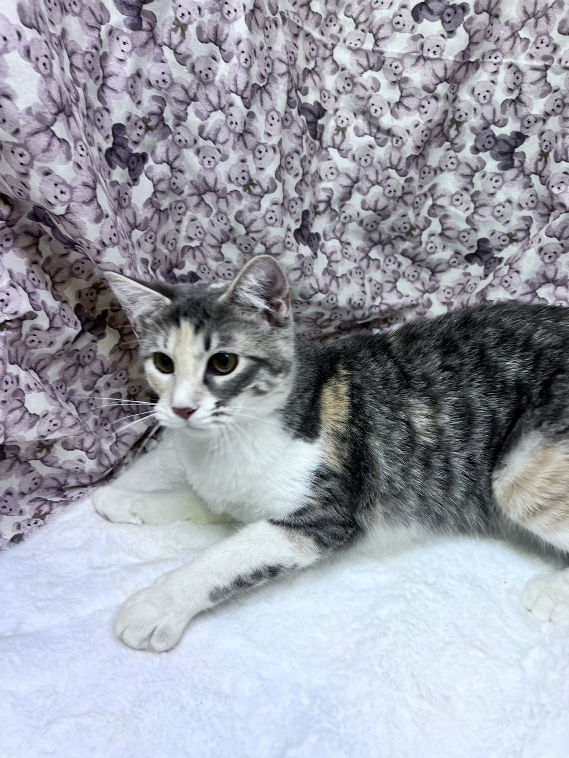 茨城県のオリエンタルショートヘアー (かねだいペットトライアル利根川/2025年5月15日生まれ/女の子/ブルーパッチドタビーホワイト)の子猫の4枚目の画像