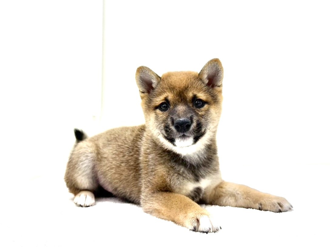 東京都の豆柴 (かねだい本町田店/2025年9月13日生まれ/女の子/赤)の子犬の1枚目の画像