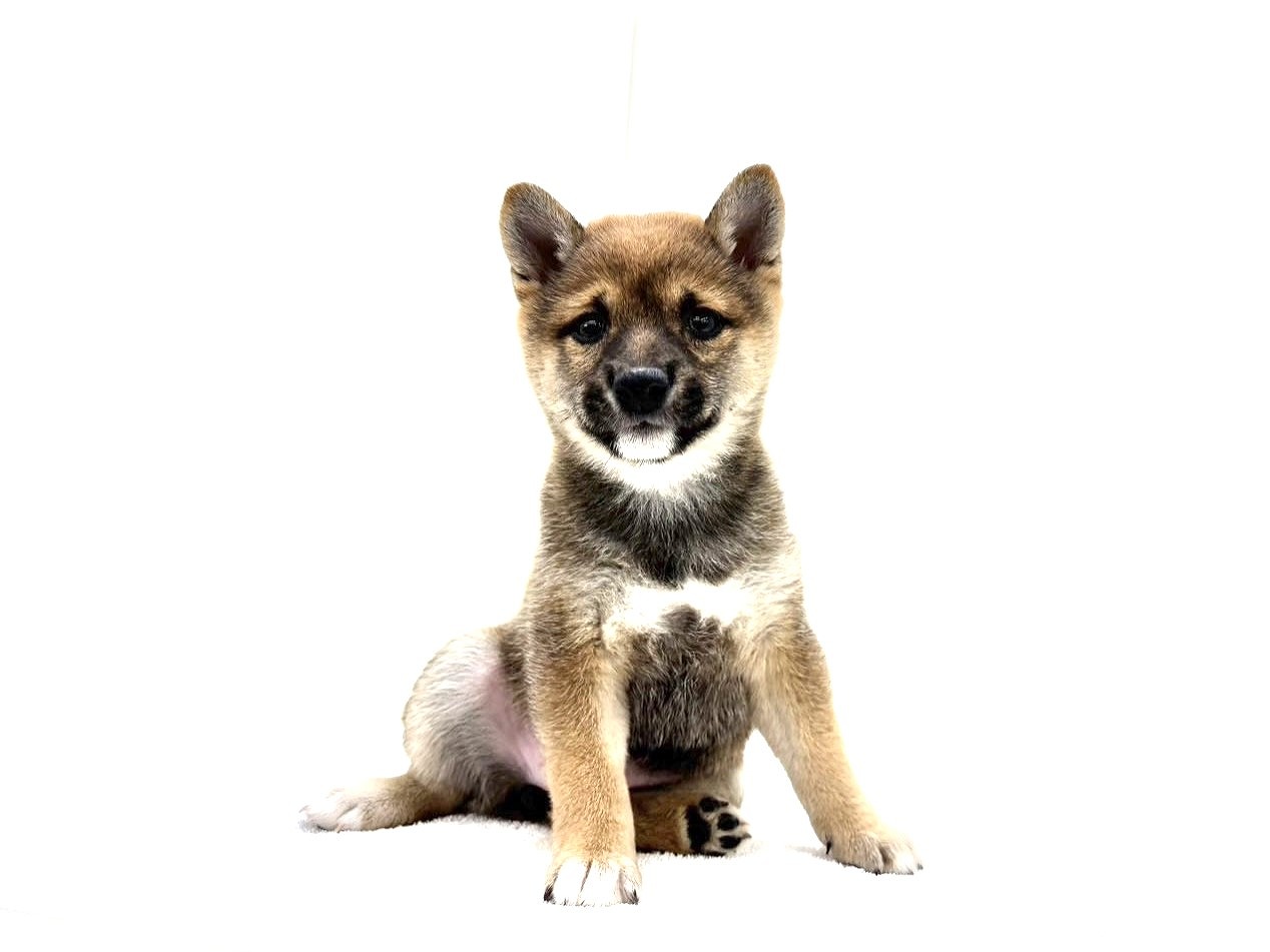 東京都の豆柴 (かねだい本町田店/2025年9月13日生まれ/女の子/赤)の子犬の2枚目の画像