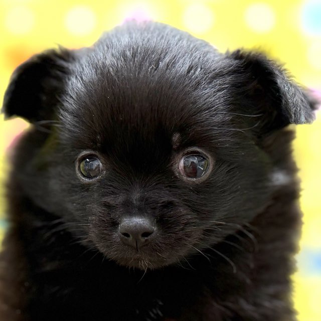 東京都のハーフ犬・ミックス犬 (かねだい足立店/2025年9月13日生まれ/女の子/ブラック)の子犬の1枚目の画像