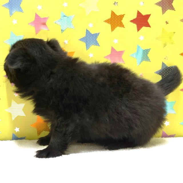 東京都のハーフ犬・ミックス犬 (かねだい足立店/2025年9月13日生まれ/女の子/ブラック)の子犬の4枚目の画像
