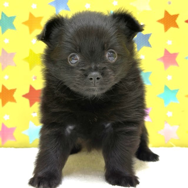 東京都のハーフ犬・ミックス犬 (かねだい足立店/2025年9月13日生まれ/女の子/ブラック)の子犬の3枚目の画像
