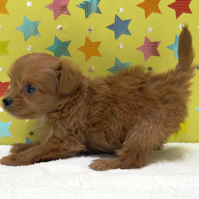 東京都のハーフ犬・ミックス犬 (かねだい足立店/2025年9月12日生まれ/男の子/レッド)の子犬の4枚目の画像