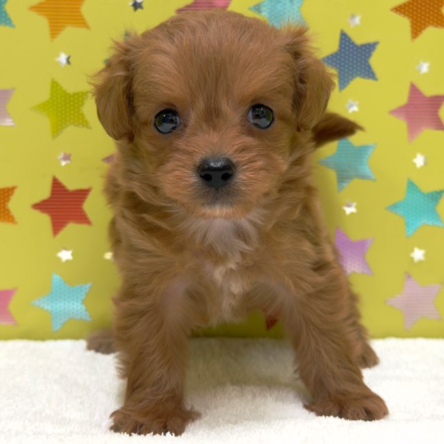 東京都のハーフ犬・ミックス犬 (かねだい足立店/2025年9月12日生まれ/男の子/レッド)の子犬の2枚目の画像