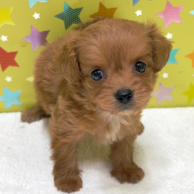 東京都のハーフ犬・ミックス犬 (かねだい足立店/2025年9月12日生まれ/男の子/レッド)の子犬の3枚目の画像