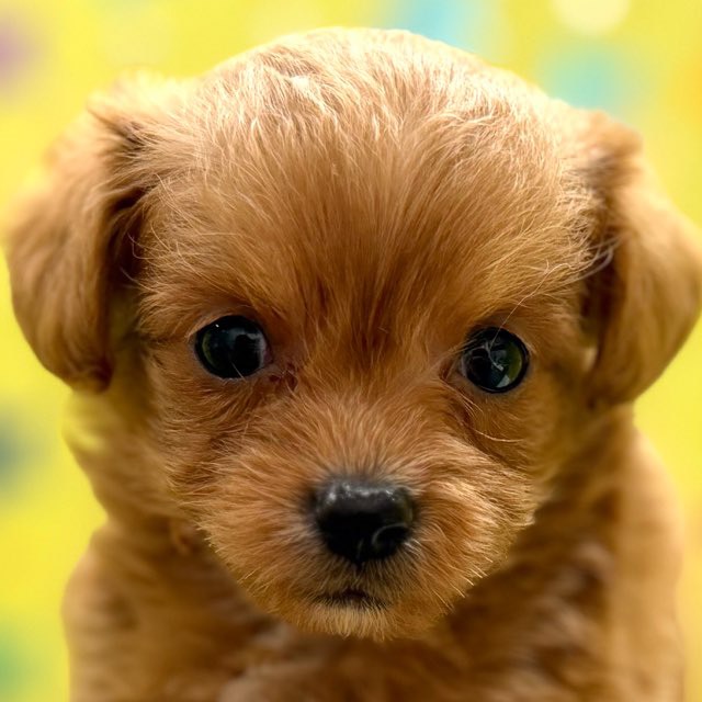 東京都のハーフ犬・ミックス犬 (かねだい足立店/2025年9月12日生まれ/男の子/レッド)の子犬の1枚目の画像