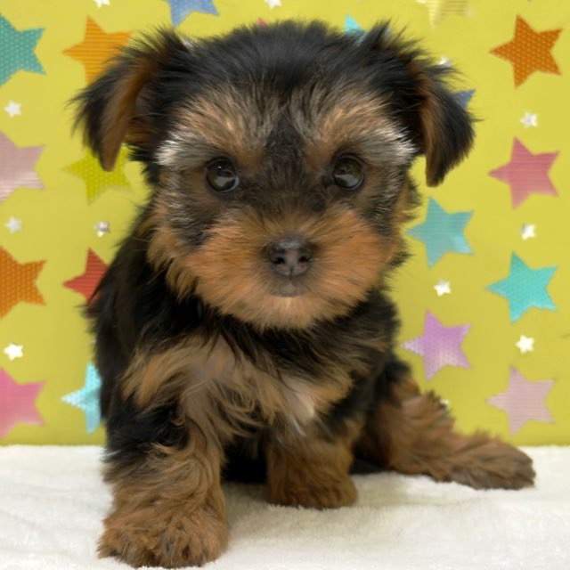 東京都のヨークシャーテリア (かねだい足立店/2025年9月12日生まれ/女の子/スチールブルータン)の子犬の2枚目の画像