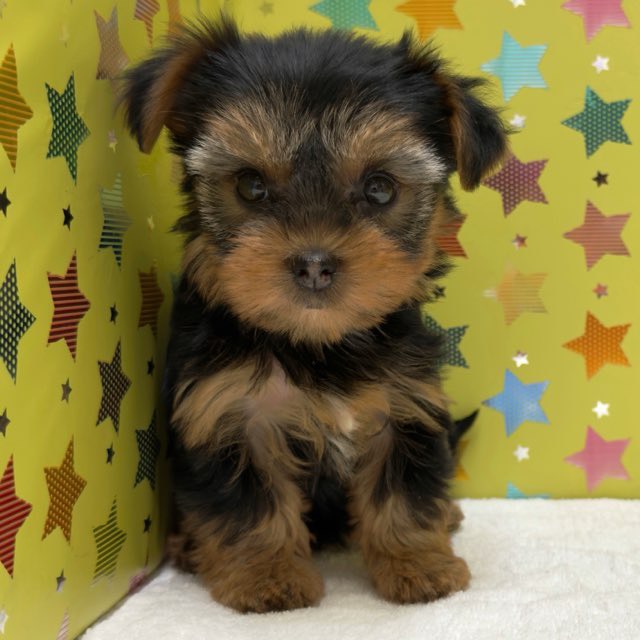 東京都のヨークシャーテリア (かねだい足立店/2025年9月12日生まれ/女の子/スチールブルータン)の子犬の3枚目の画像