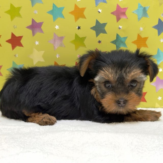 東京都のヨークシャーテリア (かねだい足立店/2025年9月12日生まれ/女の子/スチールブルータン)の子犬の4枚目の画像