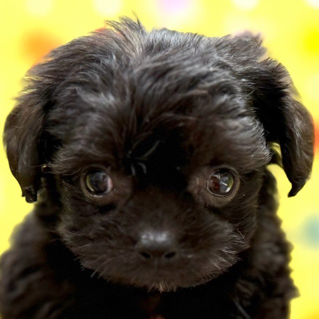 東京都のハーフ犬・ミックス犬 (かねだい足立店/2025年9月7日生まれ/女の子/ブラック)の子犬の1枚目の画像